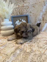 Elise , a female Shih Tzu for sale in Success, MO – 1 of 10