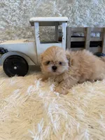 Reed, a male Shih Tzu for sale in Success, MO – 8 of 10