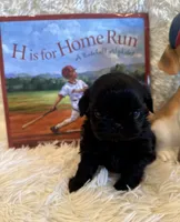 Andrea, a female Shih Tzu for sale in Success, MO – 2 of 10