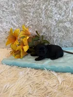 Tate, a male Shih Tzu for sale in Success, MO – 3 of 6