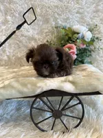 Asher, a male Shih Tzu for sale in Success, MO – 3 of 10
