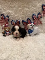 Dean, a male Bernese Mountain Dog for sale in Success, MO – 8 of 10