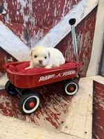 Sam, a male Shih Tzu for sale in Success, MO – 9 of 10