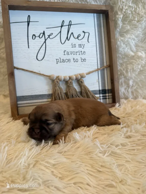 Freddie  – Shih Tzu puppy for sale in Success, MO