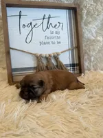 Freddie , a male Shih Tzu for sale in Success, MO – 1 of 5
