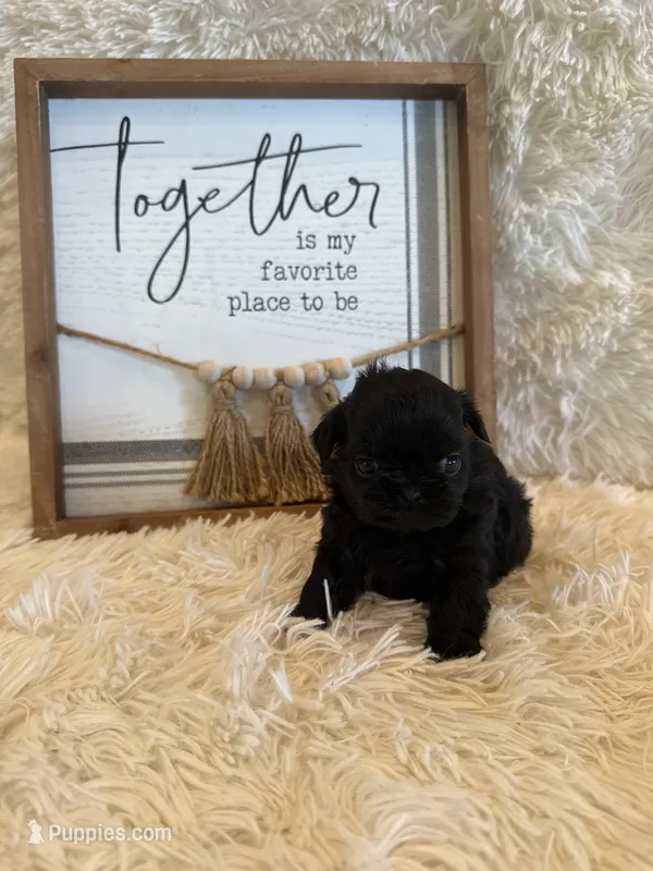 Andrea – Shih Tzu puppy for sale in Success, MO