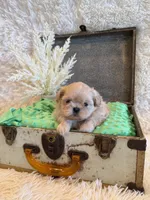 Reed, a male Shih Tzu for sale in Success, MO – 7 of 10
