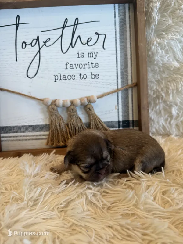 Adriana – Shih Tzu puppy for sale in Success, MO