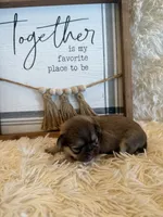 Adriana, a female Shih Tzu for sale in Success, MO – 1 of 5