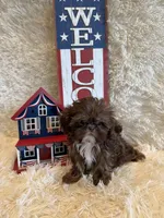 Asher, a male Shih Tzu for sale in Success, MO – 3 of 10