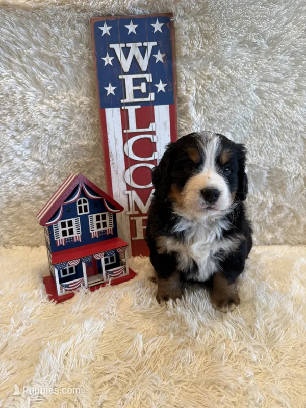Hannah  – Bernese Mountain Dog puppy for sale in Success, MO