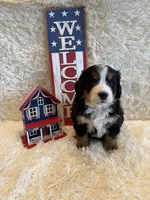 Hannah , a female Bernese Mountain Dog for sale in Success, MO – 1 of 10