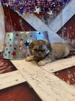 Elise , a female Shih Tzu for sale in Success, MO – 6 of 10