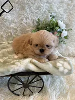 Reed, a male Shih Tzu for sale in Success, MO – 4 of 10