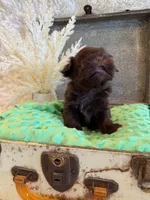 Rosie , a female Shih Tzu for sale in Success, MO – 3 of 10