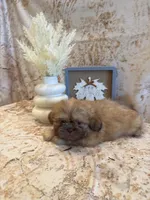 Freddie , a male Shih Tzu for sale in Success, MO – 3 of 10