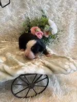 Garrett, a male Bernese Mountain Dog for sale in Success, MO – 5 of 10