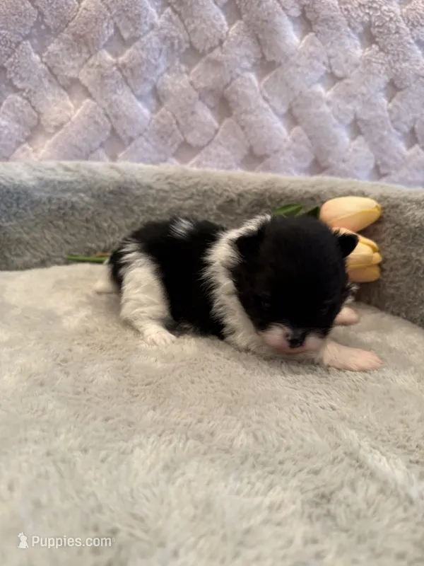 Meadow  – Pomeranian puppy for sale in Success, MO