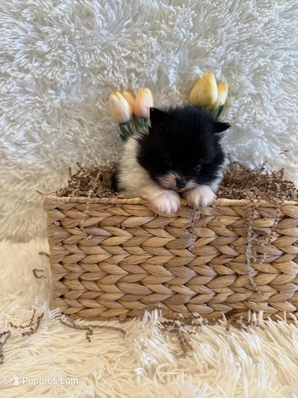 Meadow  – Pomeranian puppy for sale in Success, MO
