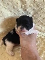 Meadow , a female Pomeranian for sale in Success, MO – Photo 3 of 5