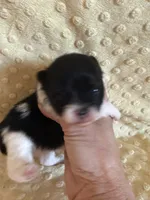 Meadow , a female Pomeranian for sale in Success, MO – Photo 2 of 5