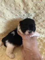 Meadow , a female Pomeranian for sale in Success, MO – Photo 4 of 5