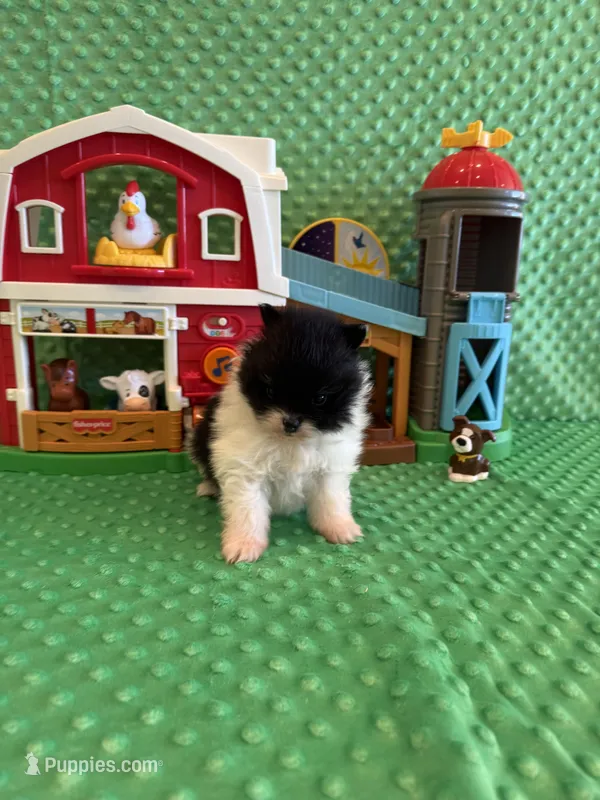 Meadow  – Pomeranian puppy for sale in Success, MO