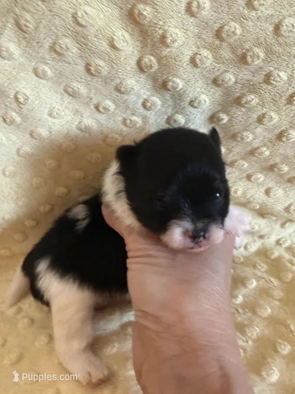 Meadow  – Pomeranian puppy for sale in Success, MO