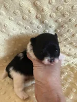 Meadow , a female Pomeranian for sale in Success, MO – Photo 1 of 5