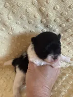 Meadow , a female Pomeranian for sale in Success, MO – Photo 5 of 5