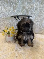 Oakley, a male Shih Tzu for sale in Success, MO – 1 of 10