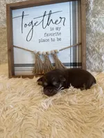 Brayden , a male Shih Tzu for sale in Success, MO – 3 of 8