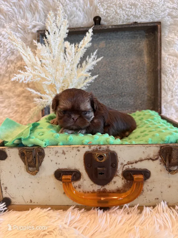 Greene  – Shih Tzu puppy for sale in Success, MO