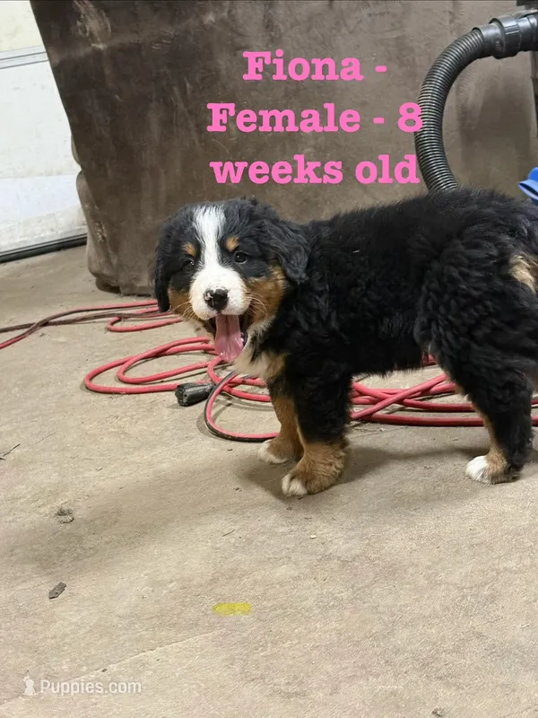 Fiona – Bernese Mountain Dog puppy for sale in Success, MO