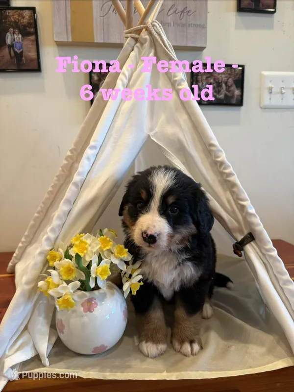 Fiona – Bernese Mountain Dog puppy for sale in Success, MO