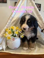 Fiona, a female Bernese Mountain Dog for sale in Success, MO – Photo 7 of 10