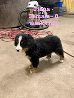 Fiona, a female Bernese Mountain Dog for sale in Success, MO – Photo 4 of 10
