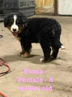 Fiona, a female Bernese Mountain Dog for sale in Success, MO – Photo 3 of 10