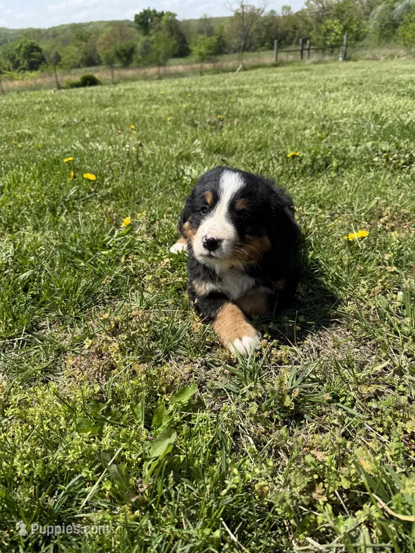 Fiona – Bernese Mountain Dog puppy for sale in Success, MO