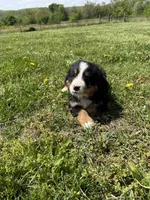 Fiona, a female Bernese Mountain Dog for sale in Success, MO – Photo 5 of 10