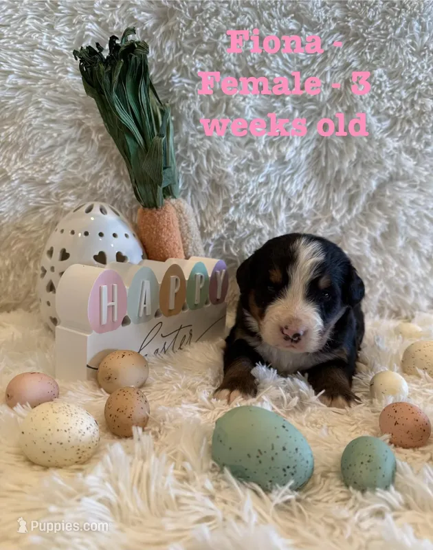 Fiona – Bernese Mountain Dog puppy for sale in Success, MO