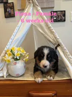 Fiona, a female Bernese Mountain Dog for sale in Success, MO – Photo 8 of 10