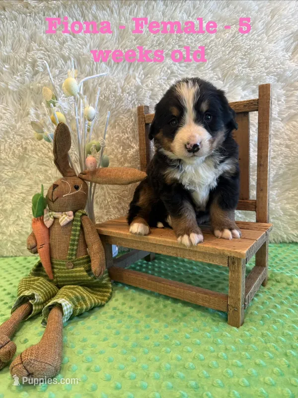 Fiona – Bernese Mountain Dog puppy for sale in Success, MO