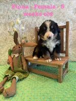 Fiona, a female Bernese Mountain Dog for sale in Success, MO – Photo 9 of 10