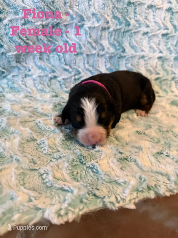 Fiona – Bernese Mountain Dog puppy for sale in Success, MO