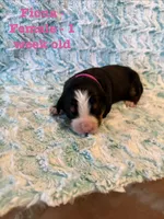 Fiona, a female Bernese Mountain Dog for sale in Success, MO – Photo 1 of 2
