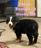 Fiona, a female Bernese Mountain Dog for sale in Success, MO – Photo 2 of 10