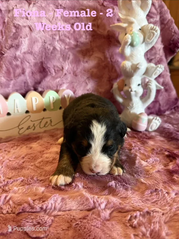 Fiona – Bernese Mountain Dog puppy for sale in Success, MO