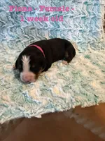 Fiona, a female Bernese Mountain Dog for sale in Success, MO – Photo 2 of 2