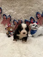 John, a male Bernese Mountain Dog for sale in Success, MO – 6 of 10